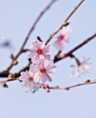 ANGLESEY ABBEY  CAMBRIDGESHIRE: WINTER FLOWERS OF PRUNUS INCISA KOJO - NO - MAI