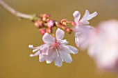 ANGLESEY ABBEY  CAMBRIDGESHIRE: WINTER FLOWERS OF PRUNUS INCISA KOJO - NO - MAI