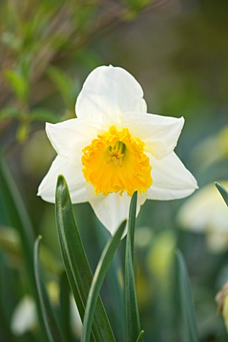 ANGLESEY_ABBEY__CAMBRIDGESHIRE_NARCISSUS_EARLY_BRIDE