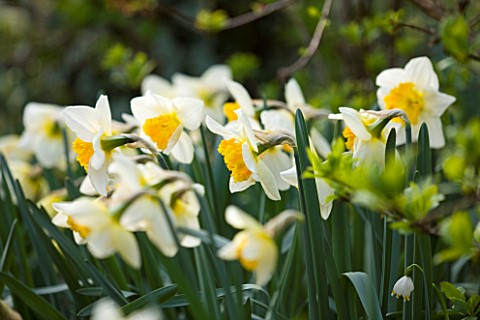 ANGLESEY_ABBEY__CAMBRIDGESHIRE_NARCISSUS_EARLY_BRIDE