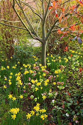 ANGLESEY_ABBEY__CAMBRIDGESHIRE_NARCISSUS_CYCLAMINEUS_JETFIRE_AND_HELLEBORES