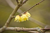 ANGLESEY ABBEY  CAMBRIDGESHIRE:CHIMONANTHUS PRAECOX LUTEUS - AGM - THE WINTER SWEET. SCENT