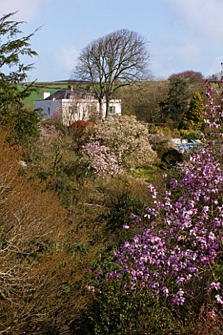 MARWOOD_HILL__DEVON_VIEW_ACROSS_THE_VALLEY_TO_HOUSE_WITH_MAGNOLIAS_IN_MARCH
