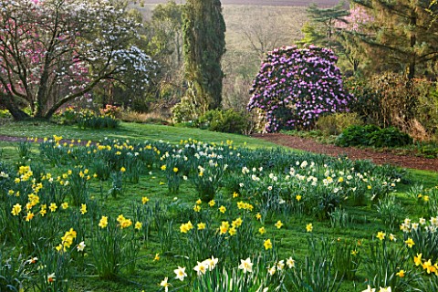 MARWOOD_HILL__DEVON_DAFFODILS_AND_RHODODENDRON_ARBOREUM