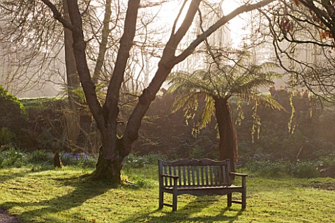 MARWOOD_HILL__DEVON_BENCH_AND_TREE_FERN_IN_MORNING_MISTY