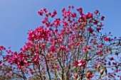 MARWOOD HILL  DEVON: PINK FLOWERS OF MAGNOLIA SPRENGERI MARWOOD SPRING