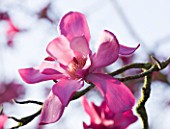 MARWOOD HILL  DEVON: PINK FLOWERS OF MAGNOLIA SPRENGERI MARWOOD SPRING