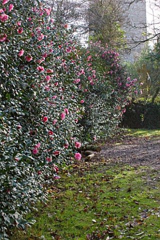 MARWOOD_HILL__DEVON_CAMELLIA_DONATION_HEDGE_WITH_THE_CHURCH_BEHIND