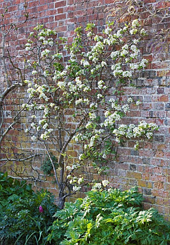 ARUNDEL_CASTLE_GARDENS__WEST_SUSSEX_THE_COLLECTOR_EARLS_GARDEN_FAN_TRAINED_PEAR_IN_BLOSSOM_AGAINST_W