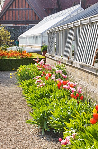 ARUNDEL_CASTLE_GARDENS__WEST_SUSSEX_THE_COLLECTOR_EARLS_GARDEN_THE_GREENHOUSE_WITH_TULIPS_GROWING_OU