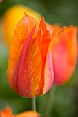 ARUNDEL CASTLE GARDENS, WEST SUSSEX: THE COLLECTOR EARLS GARDEN: TULIP OLYMPIC FLAME