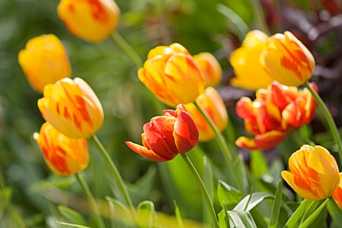 ARUNDEL_CASTLE_GARDENS__WEST_SUSSEX_THE_COLLECTOR_EARLS_GARDEN_TULIP_OLYMPIC_FLAME_IN_THE_CUTTING_GA