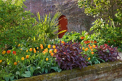 ARUNDEL_CASTLE_GARDENS__WEST_SUSSEX_THE_COLLECTOR_EARLS_GARDEN_RAISED_BED_WITH_TULIP_OLYMPIC_FLAME