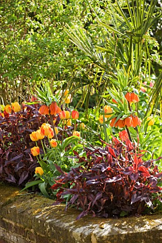 ARUNDEL_CASTLE_GARDENS__WEST_SUSSEX_THE_COLLECTOR_EARLS_GARDEN_RAISED_BED_WITH_TULIP_OLYMPIC_FLAME_A
