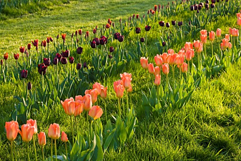 COUGHTON_COURT__WARWICKSHIRE_RIBBONS_OF_TULIPS_GROWN_IN_THE_LAWN_IN_THE_ORCHARD_TULIPA_ORANGE_APRICO