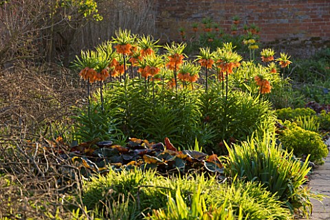 COUGHTON_COURT__WARWICKSHIRE_PROFESSOR_DABREUS_HOT_HERBACEOUS_BORDER_BY_CHRISTINA_WILLIAMS_WITH_FRIT