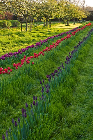 COUGHTON_COURT__WARWICKSHIRE_RIBBONS_OF_PICK_YOUR_OWN_TULIPS_FROM_BLOMS_BULBS_RUN_THROUGH_THE_ORCHAR