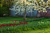 COUGHTON COURT  WARWICKSHIRE:TULIPS PLANTED THROUGH GRASS IN THE ORCHARD WITH APPLE AND PEAR TREES IN SPRING BLOSSOM  ESPALLIERED DAMSONS AND PLUMS & TULIPA ILE DE FRANCE (RED)
