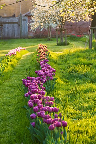 COUGHTON_COURT__WARWICKSHIRE_TULIPS_PLANTED_THROUGH_GRASS_IN_THE_ORCHARD_WITH_FRUIT_TREES_IN_SPRING_
