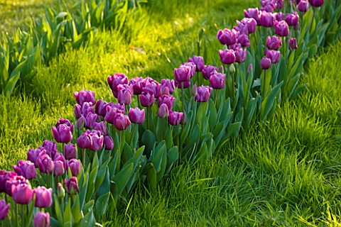 COUGHTON_COURT__WARWICKSHIRE_ROW_OF_TULIPA_BLUE_DIAMOND_GROWING_IN_THE_LAWN_TULIPS__SPRING