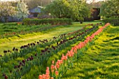 COUGHTON COURT  WARWICKSHIRE: TULIPS PLANTED THROUGH GRASS IN THE ORCHARD WITH FRUIT TREES IN SPRING BLOSSOM. EVENING LIGHT.