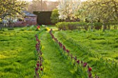 COUGHTON COURT  WARWICKSHIRE: TULIPS PLANTED THROUGH GRASS IN THE ORCHARD DESIGNED BY CHRISTINA WILLIAMS  WITH FRUIT TREES IN SPRING BLOSSOM