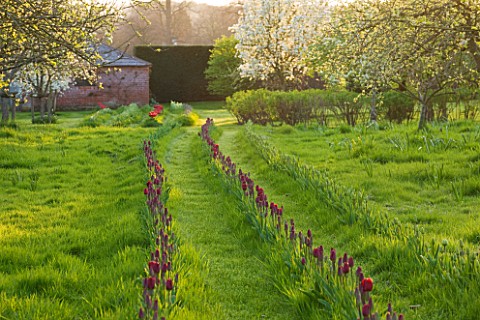 COUGHTON_COURT__WARWICKSHIRE_TULIPS_PLANTED_THROUGH_GRASS_IN_THE_ORCHARD_DESIGNED_BY_CHRISTINA_WILLI