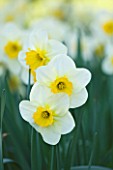 COUGHTON COURT  WARWICKSHIRE: RARE THROCKMORTON DAFFODILS. NARCISSI  WHITE AND YELLOW FLOWERS  EASTER  SPRING  BULB