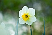 COUGHTON COURT  WARWICKSHIRE: RARE THROCKMORTON DAFFODIL. NARCISSI  WHITE AND YELLOW FLOWER  SPRING  BULB  EASTER