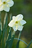 COUGHTON COURT  WARWICKSHIRE:RARE WHITE CUPPED THROCKMORTON DAFFODIL NARCISSI FLIGHT. WHITE FLOWER  SPRING  BULB  EASTER  PURITY  PURE  ELEGANCE  CALM  SERENITY  CLOSE UP  PORTRAIT