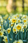 COUGHTON COURT  WARWICKSHIRE: RARE THROCKMORTON DAFFODIL  NARCISSI THE BENSON. SPRING  YELLOW/LEMON FLOWER. EASTER  BULB  CLOSE UP  PLANT PORTRAIT.