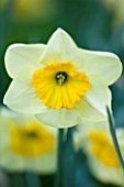 COUGHTON COURT  WARWICKSHIRE: RARE THROCKMORTON DAFFODIL  NARCISSI THE BENSON. SPRING  YELLOW/LEMON FLOWER. EASTER  BULB  CLOSE UP  PLANT PORTRAIT.