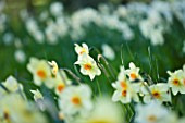 COUGHTON COURT  WARWICKSHIRE: RARE THROCKMORTON DAFFODILS  NARCISSI MARQUE. SPRING  BULB  FLOWER  PLANT PORTRAIT  CLOSE UP  EASTER  LEMON YELLOW