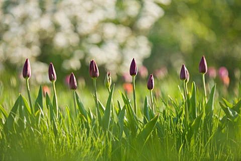 COUGHTON_COURT__WARWICKSHIRE_TULIPS_PLANTED_THROUGH_GRASS_IN_THE_ORCHARD_WITH_SPRING_FRUIT_BLOSSOM_S