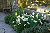 GRAVETYE MANOR  SUSSEX: BORDER BY WALL WITH NARCISSIS - DAFFODILS