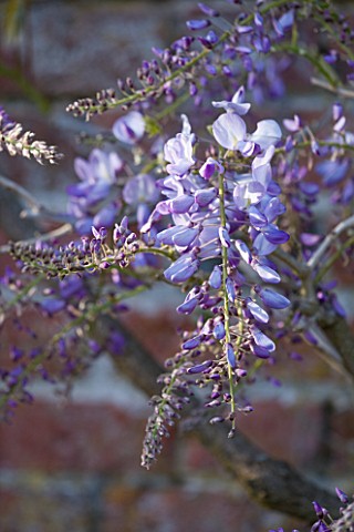 ARUNDEL_CASTLE_GARDENS__WEST_SUSSEX_THE_COLLECTOR_EARLS_GARDEN_WISTERIA_SINENSIS_ON_THE_WALL