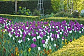ARUNDEL CASTLE GARDENS, WEST SUSSEX: THE WALLED GARDENS: THE CUTTING GARDEN WITH DUET OF COLOUR TRIUPH TULIPS ‘NEGRITA’ AND WILDHOF