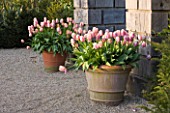 ARUNDEL CASTLE GARDENS  WEST SUSSEX: THE COLLECTOR EARLS GARDEN: TERRACOTTA CONTAINERS WITH OLLIOULES TULIPS
