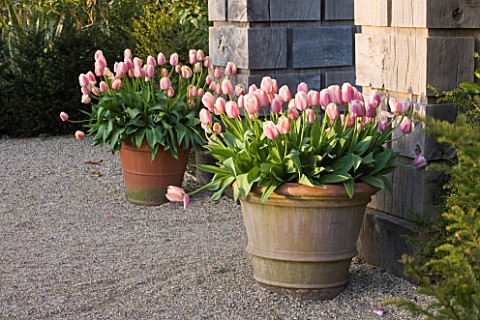 ARUNDEL_CASTLE_GARDENS__WEST_SUSSEX_THE_COLLECTOR_EARLS_GARDEN_TERRACOTTA_CONTAINERS_WITH_OLLIOULES_