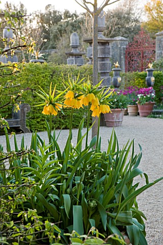 ARUNDEL_CASTLE_GARDENS_WEST_SUSSEX_COLLECTOR_EARLS_GARDEN_CONTAINER_WITH_FRITILLARIA_IMPERIALIS_LUTE