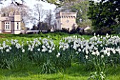 EASTON WALLED GARDEN  LINCOLNSHIRE: DRIFTS OF NARCISSI ACTAEA & NARCISSI POETICUS RECURVUS (PHEASANTS EYE NARCISSUS) IN THE MEADOW - DAFFODILS. WHITE  FLOWER  SPRING.