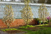EASTON WALLED GARDEN  LINCOLNSHIRE: TREES IN SPRING BLOSSOM IN THE PICKERY IN RAISED BEDS BESIDE GREENHOUSE. APRIL  FLOWERING TREES. GLASSHOUSE. ORNAMENTAL.