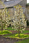 EASTON WALLED GARDEN  LINCOLNSHIRE: TREES IN SPRING BLOSSOM IN THE PICKERY IN RAISED BEDS. FLOWERING TREES  APRIL. WHITE BLOSSOM.