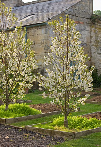 EASTON_WALLED_GARDEN__LINCOLNSHIRE_TREES_IN_SPRING_BLOSSOM_IN_THE_PICKERY_IN_RAISED_BEDS_FLOWERING_T
