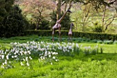EASTON WALLED GARDEN  LINCOLNSHIRE: NARCISSI POETICUS RECURVUS (PHEASANTS EYE NARCISSI) IN THE MEADOW WITH BRONZE GIRAFFE STATUES. DAFFODILS  SPRING  FLOWERS  WHITE.DRIFTS