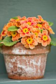 EASTON WALLED GARDEN  LINCOLNSHIRE: DETAIL OF ORANGE AURICULA IN TERRACOTTA POT ON PAINTED SHELF. SPRING. FLOWERS. PEACH  APRICOT.