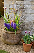 EASTON WALLED GARDEN  LINCOLNSHIRE: SPRING FLOWERS IN TERRACOTTA CONTAINERS AGAINST STONE WALL. PURPLE/BLUE HYACINTHS  TULIPA BLUEBERRY RIPPLE AND WHITE PRIMROSES