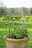 EASTON WALLED GARDEN  LINCOLNSHIRE: TERRACOTTA CONTAINER PLANTED FOR SPRING WITH BLUEBERRY RIPPLE TULIPS AND YELLOW & PURPLE VIOLAS WITH RUSTIC METAL ORNAMENT