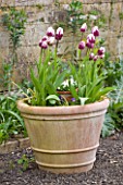 EASTON WALLED GARDEN  LINCOLNSHIRE: TERRACOTTA CONTAINER PLANTED FOR SPRING WITH BLUEBERRY RIPPLE TULIPS AND VIOLAS. FLOWERS