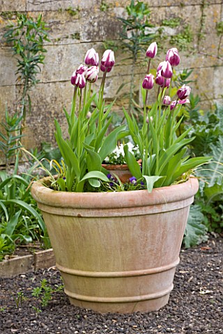 EASTON_WALLED_GARDEN__LINCOLNSHIRE_TERRACOTTA_CONTAINER_PLANTED_FOR_SPRING_WITH_BLUEBERRY_RIPPLE_TUL